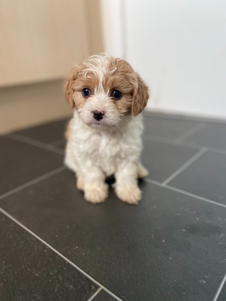 cavachon puppies